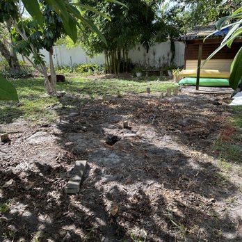 Cleared backyard in daylight: bare raked dirt with root scars and ground stump remnants, shade trees along the wall